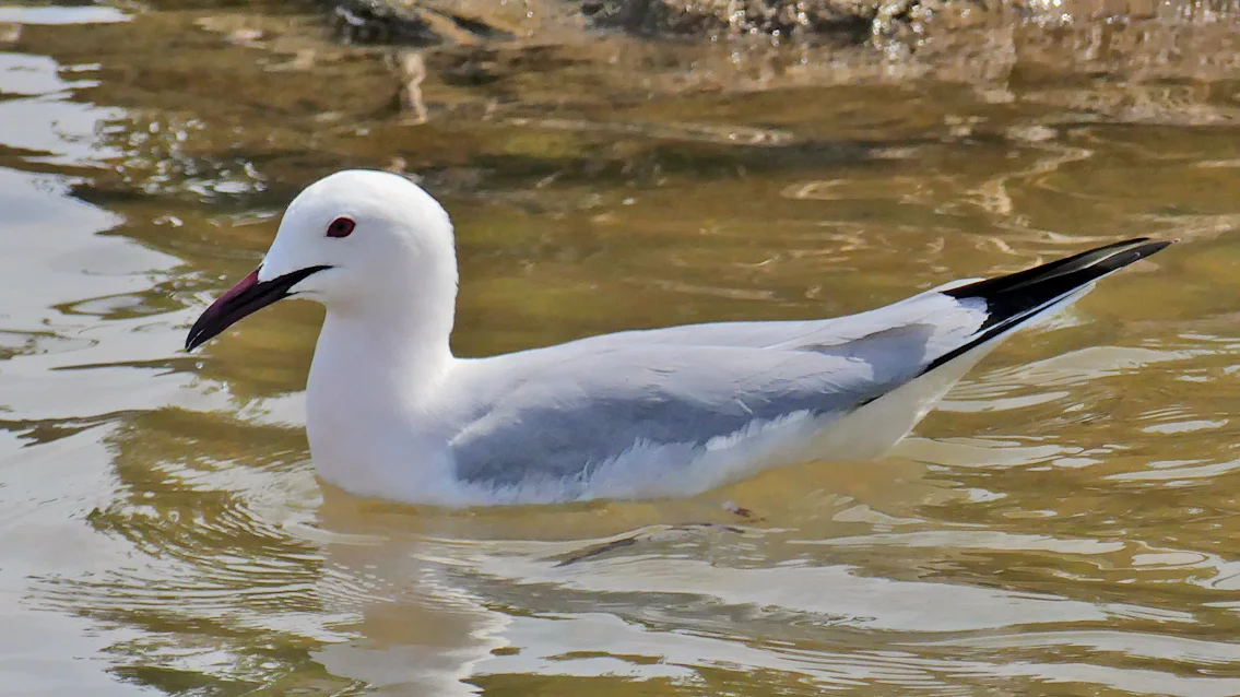 Slender-billed Gull Bonanza J.jpg