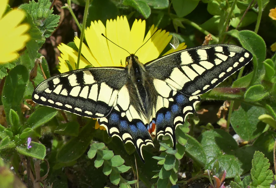 Swallowtail Gibraltar.jpg