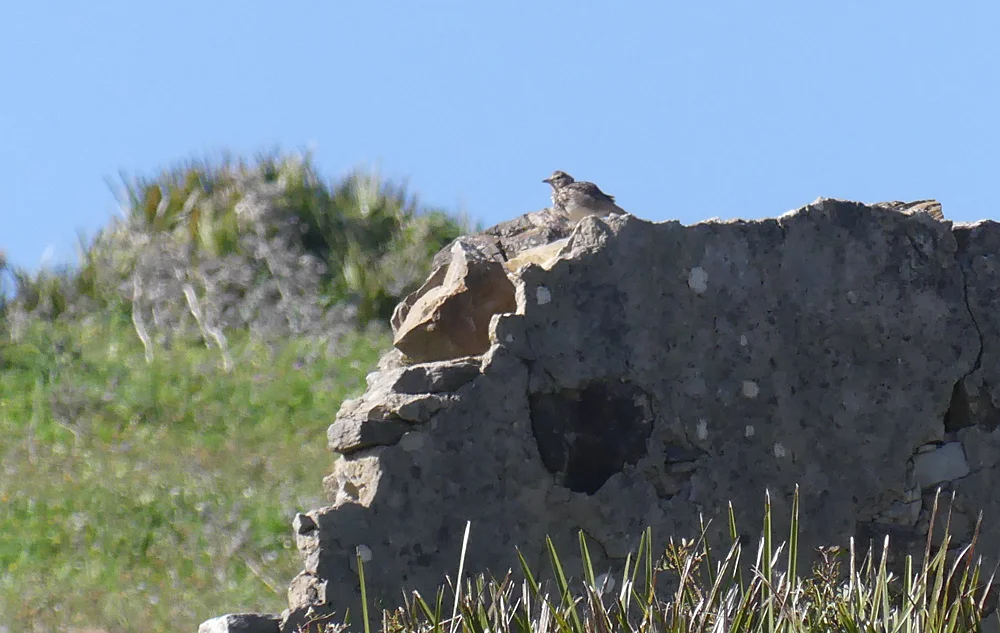 Thekla Lark nr Bolonia.jpg