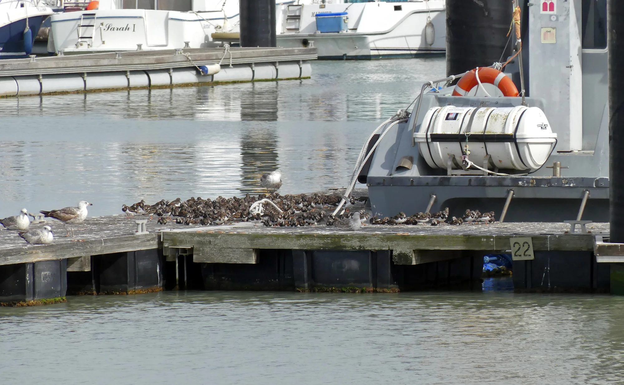 Turnstones Chipiona.jpg