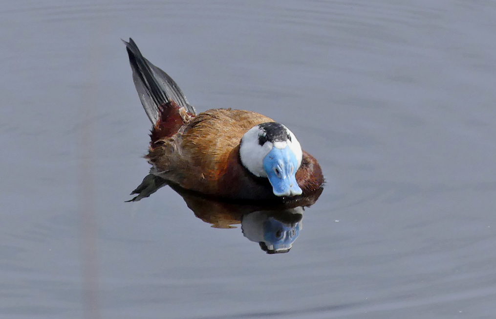 White-headed Duck CColorado D.jpg