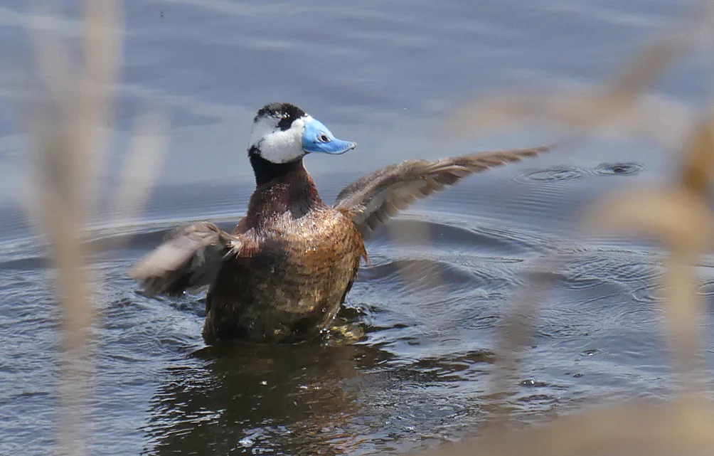 White-headed Duck CColorado G.jpg