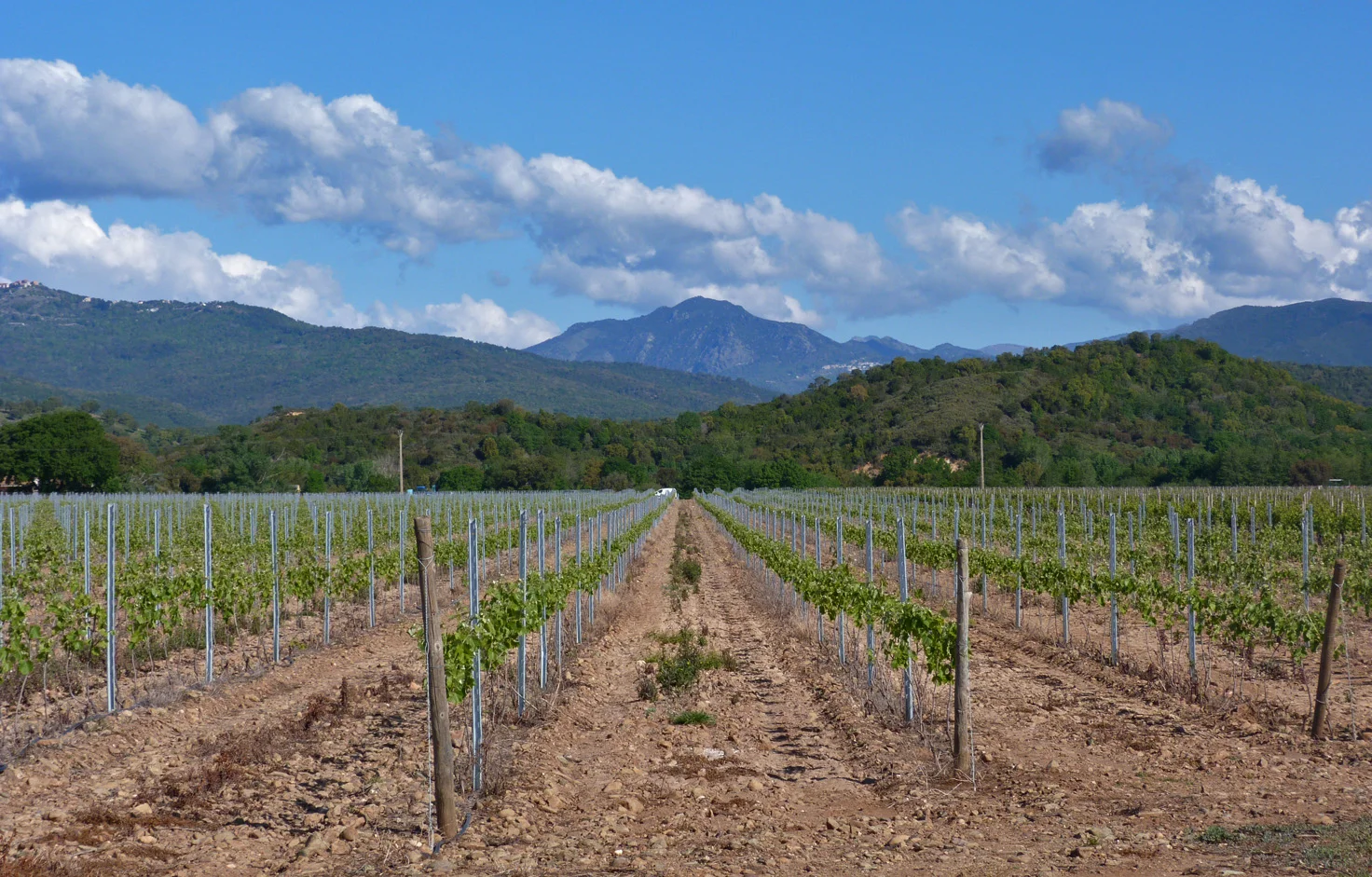 Aghione vinefields.jpg