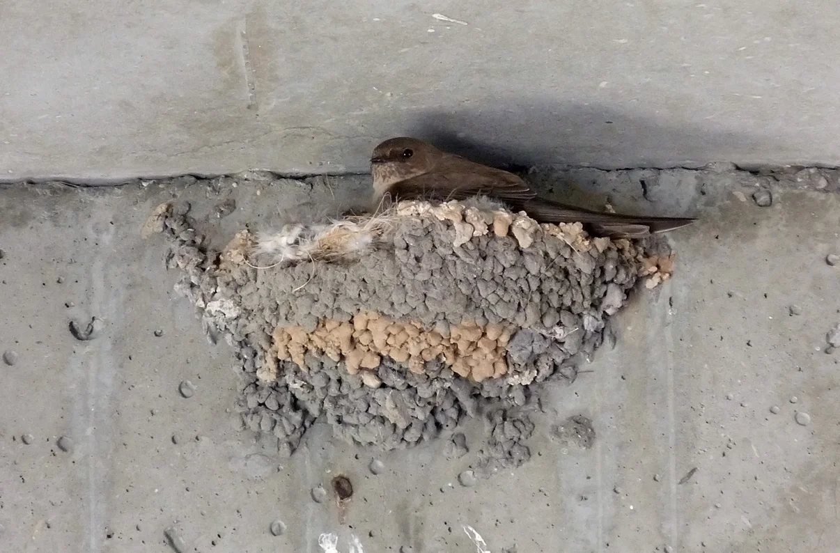 Crag Martin Nice Airport 1.jpg