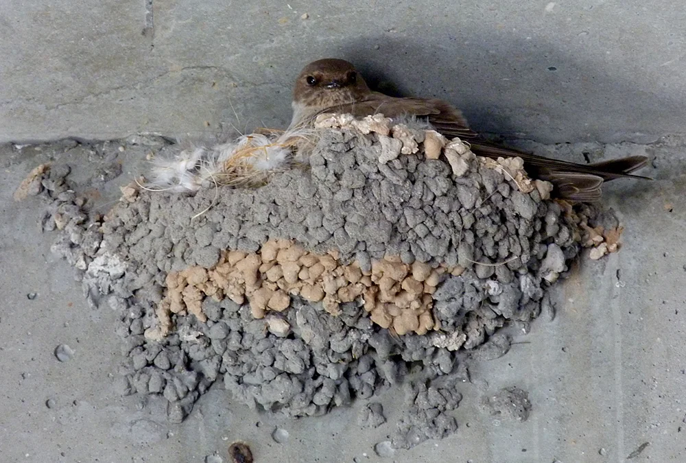 Crag Martin Nice Airport 2.jpg