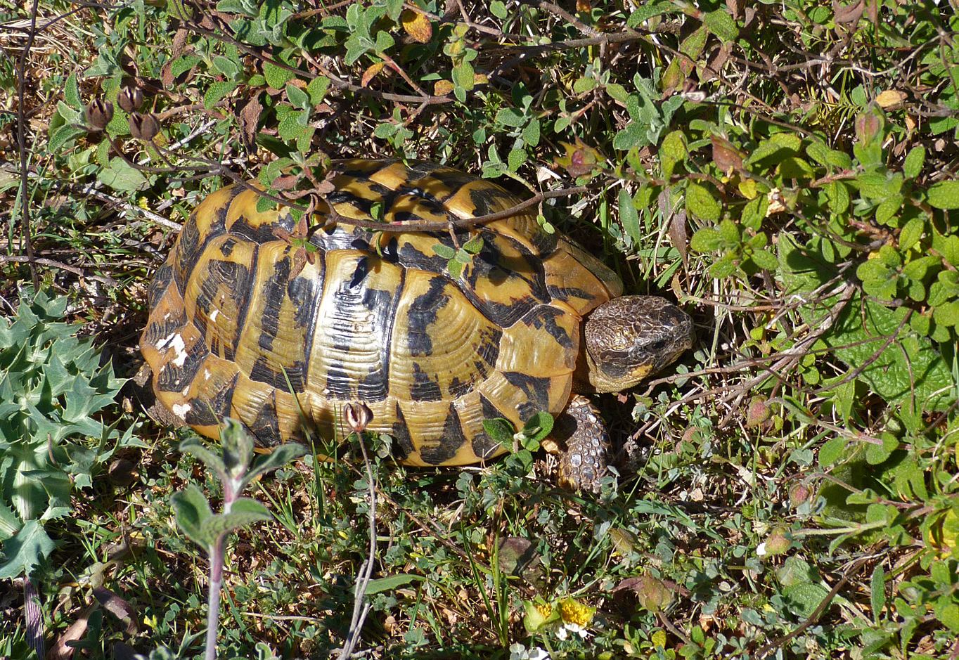 Herman's Tortoise Bonifacio cliffs 1.jpg