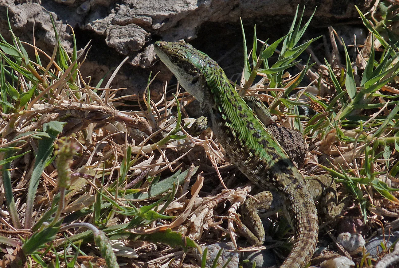 Italian Wall Lizard Urbino 2.jpg