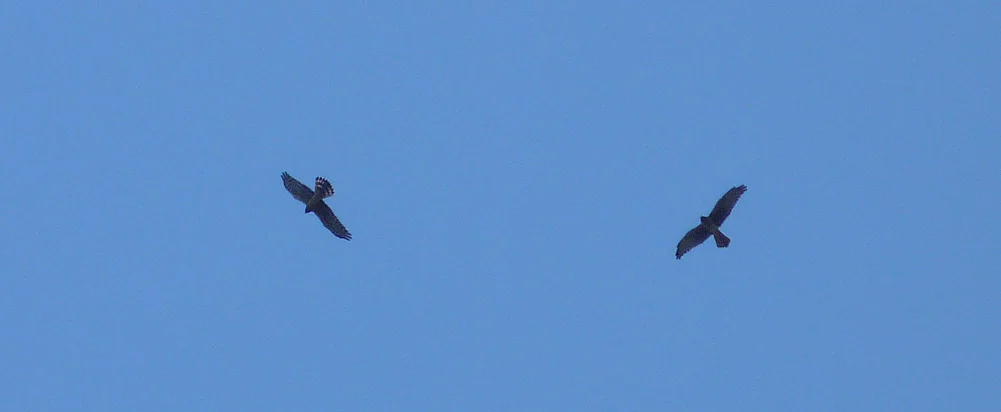 Montagu's Harrier Bonifacio 4.jpg