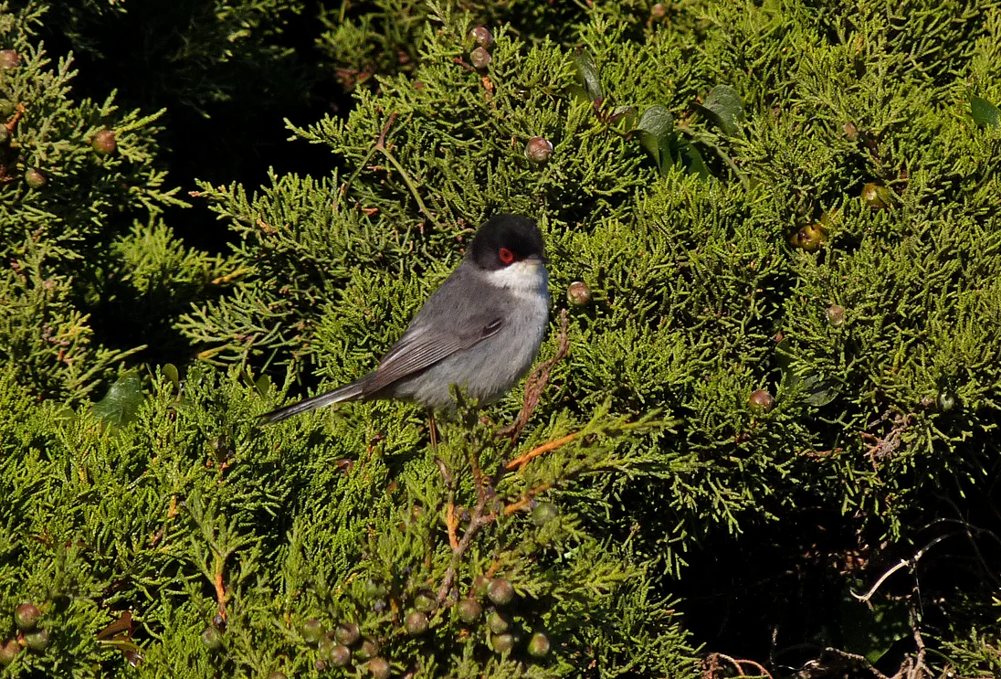 Sardinian Warbler Bonifacio cliffs 3.jpg