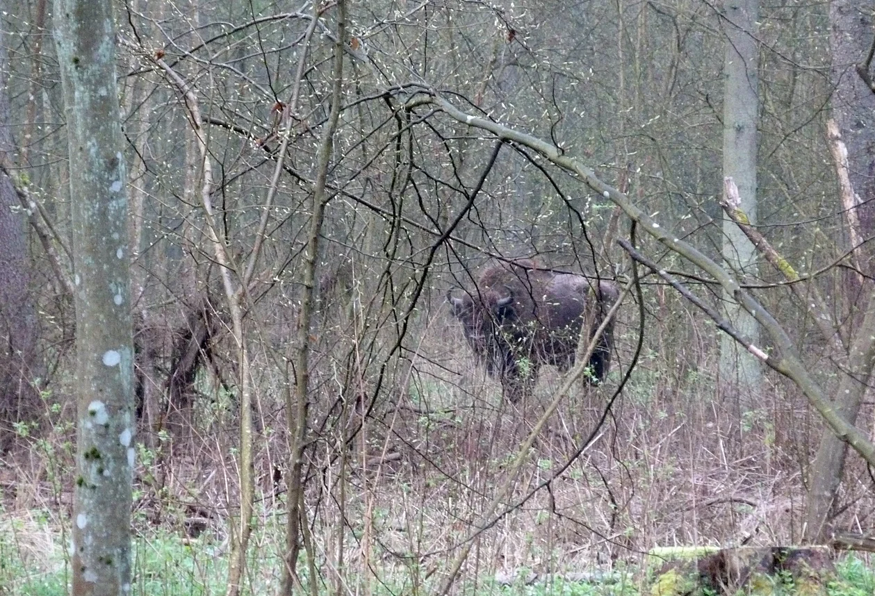 Bison Bialowieza.jpg