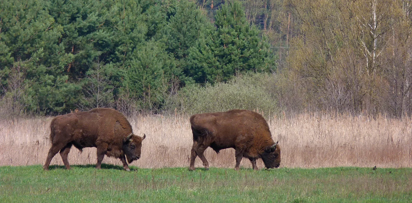 Bison near Bialowieza 03.jpg