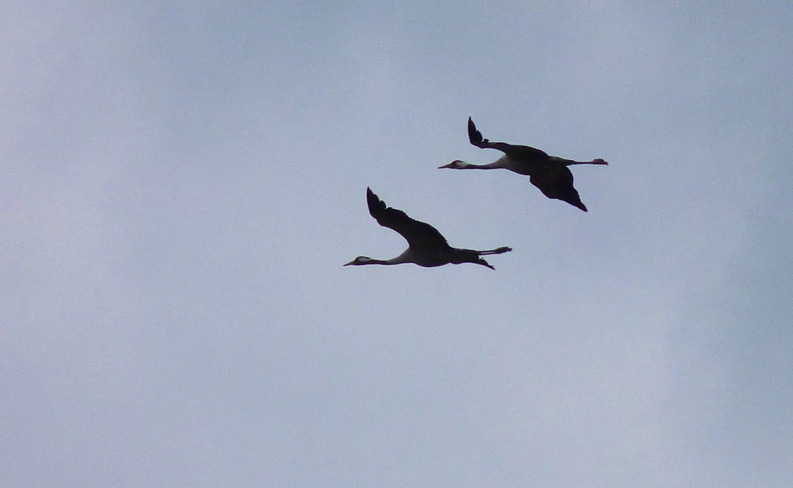Cranes Siemanowka Res.jpg