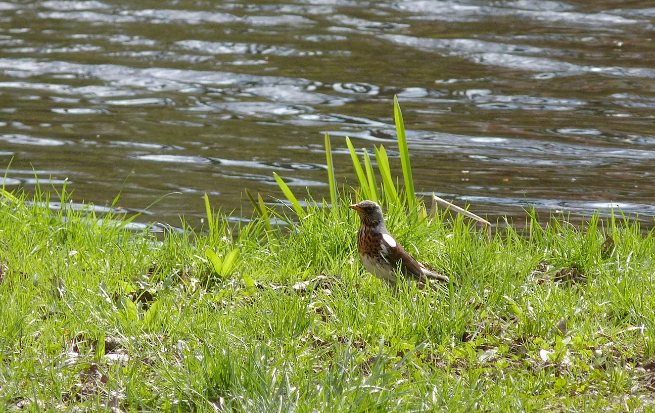 Fieldfare Bialowieza Park.jpg