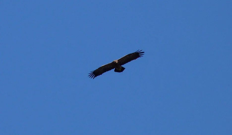 Lesser Spotted Eagle Narew 2.jpg