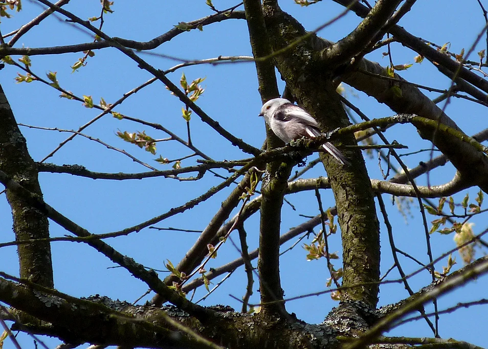 LTT Bialowieza Park 2.jpg