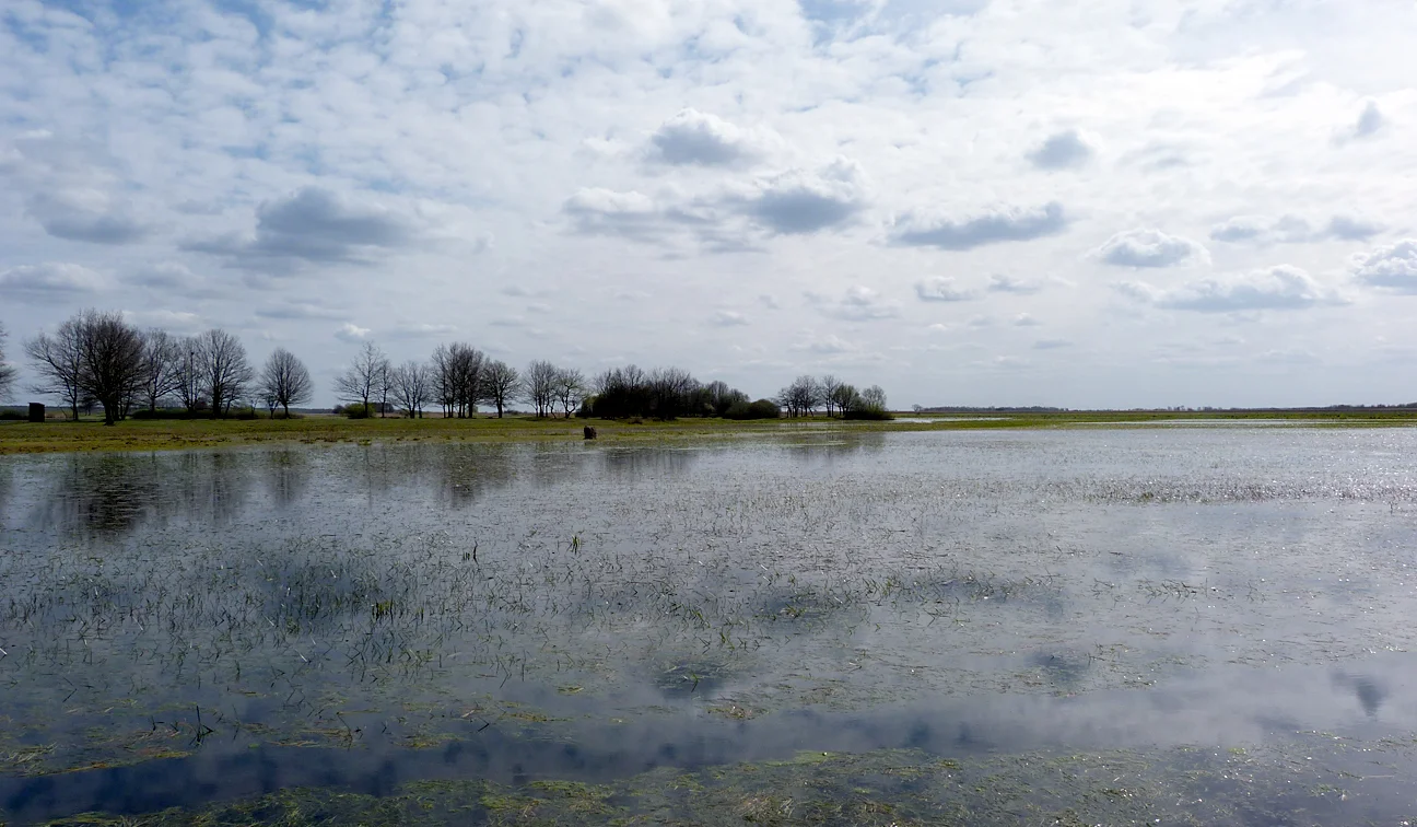 Mscichy Biebrza marshes 4.jpg