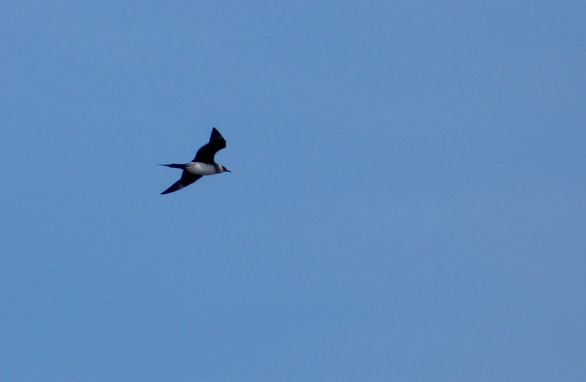 Arctic Skua Reykjanes.jpg