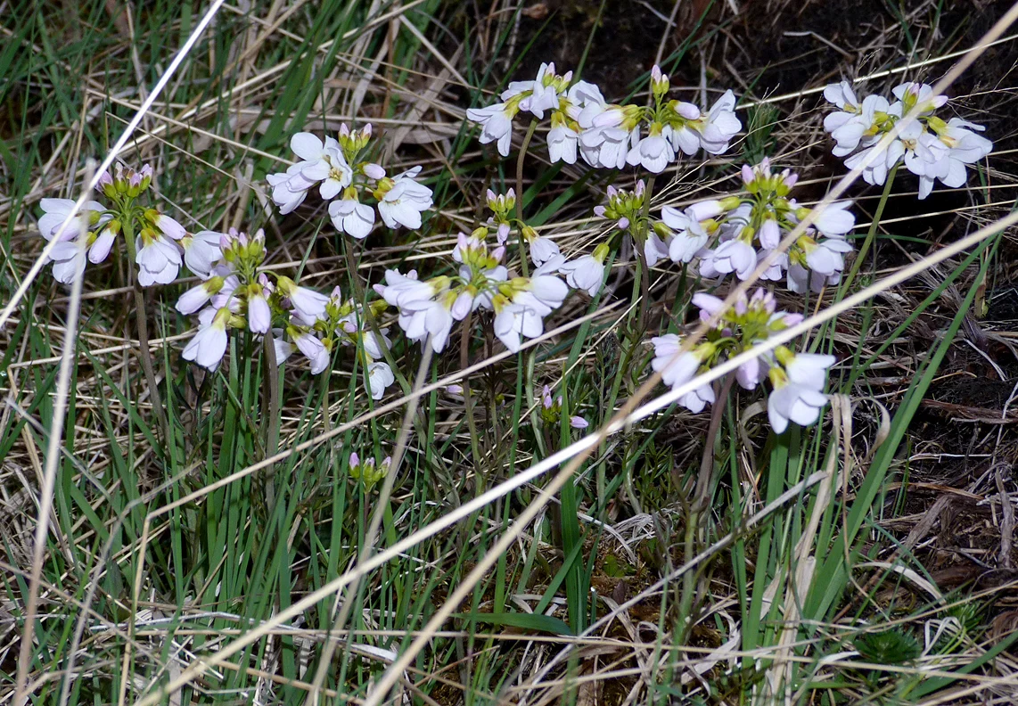 Cardamine nymanni Lady's Smock Hafnarfjordur.jpg
