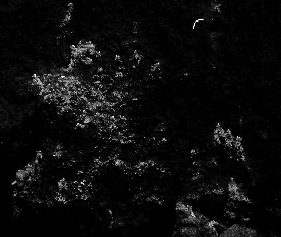 Kittiwake colony Reykjanes.jpg