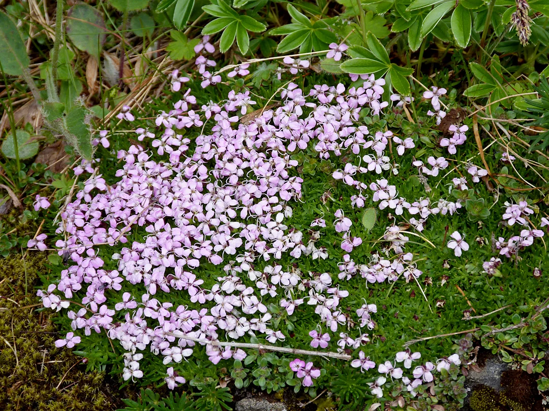 Moss Campion Thingvellir.jpg