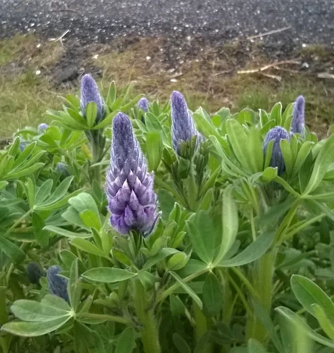Nootka Lupin Hafnarfjordur.jpg