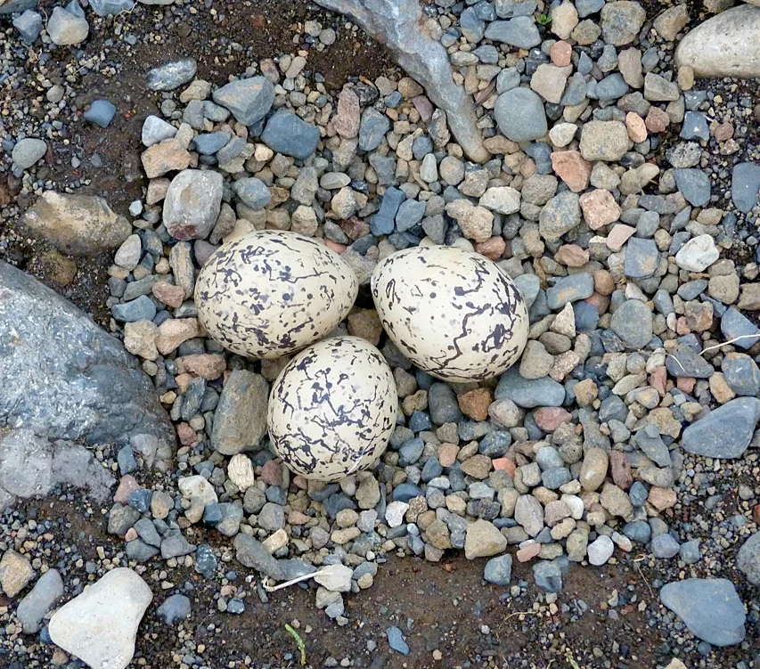 Oystercatcher eggs Burfell.jpg