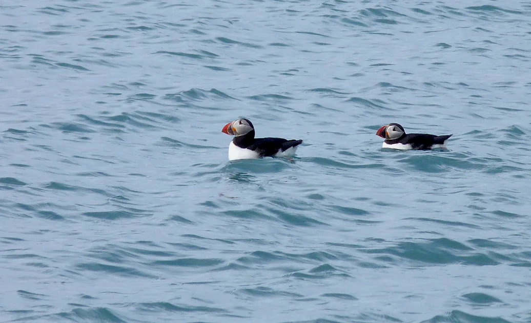 Puffins Lava beach.jpg