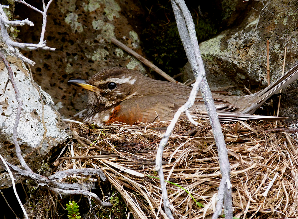 Redwing on nest 02.jpg