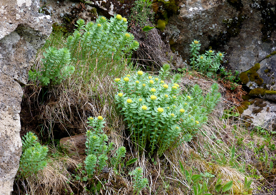 Roseroot Thingvellir.jpg