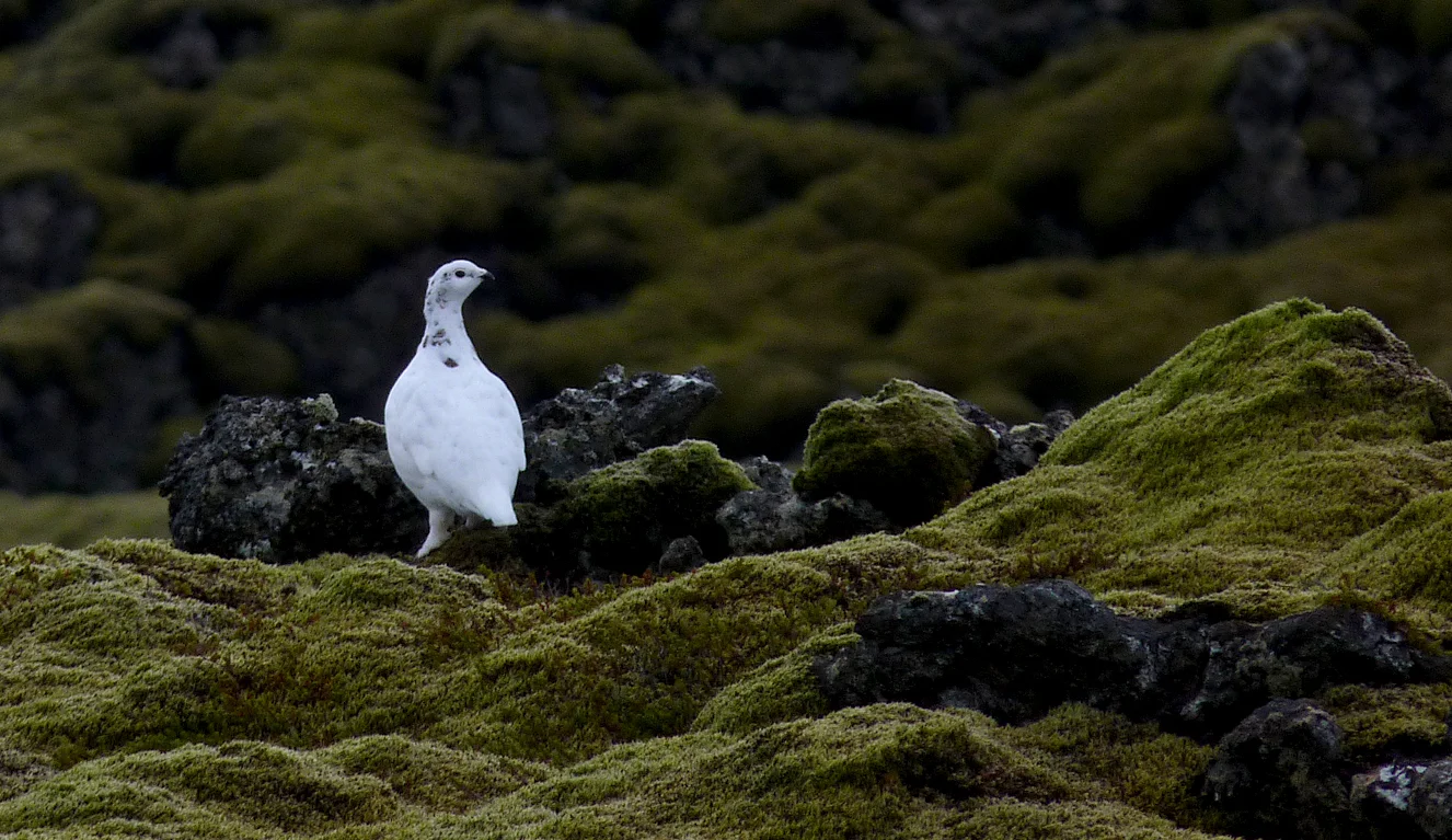 Ptarmigan Iceland 23Oct16 a.jpg
