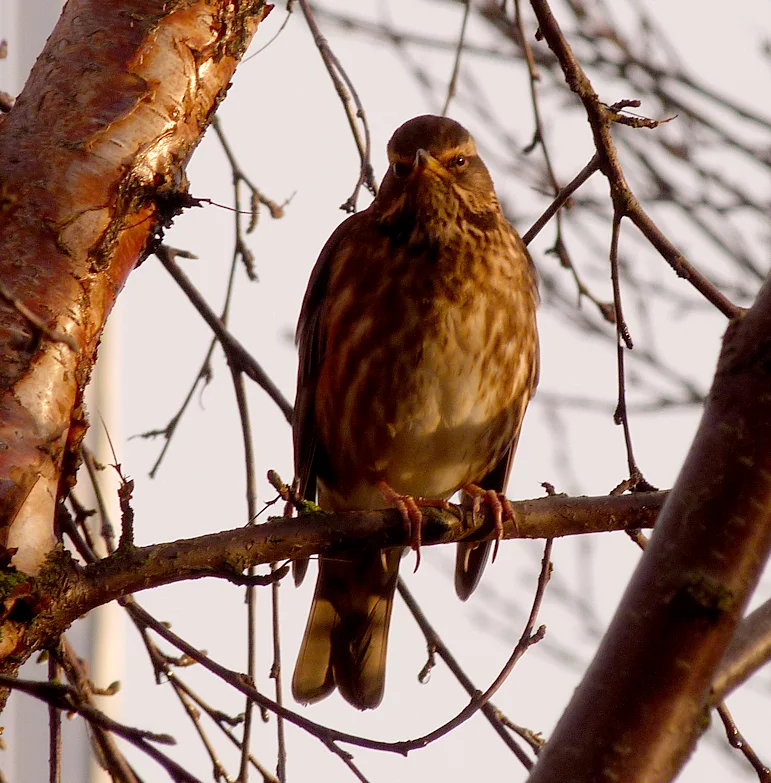 Redwing Iceland 22Oct16 b.jpg