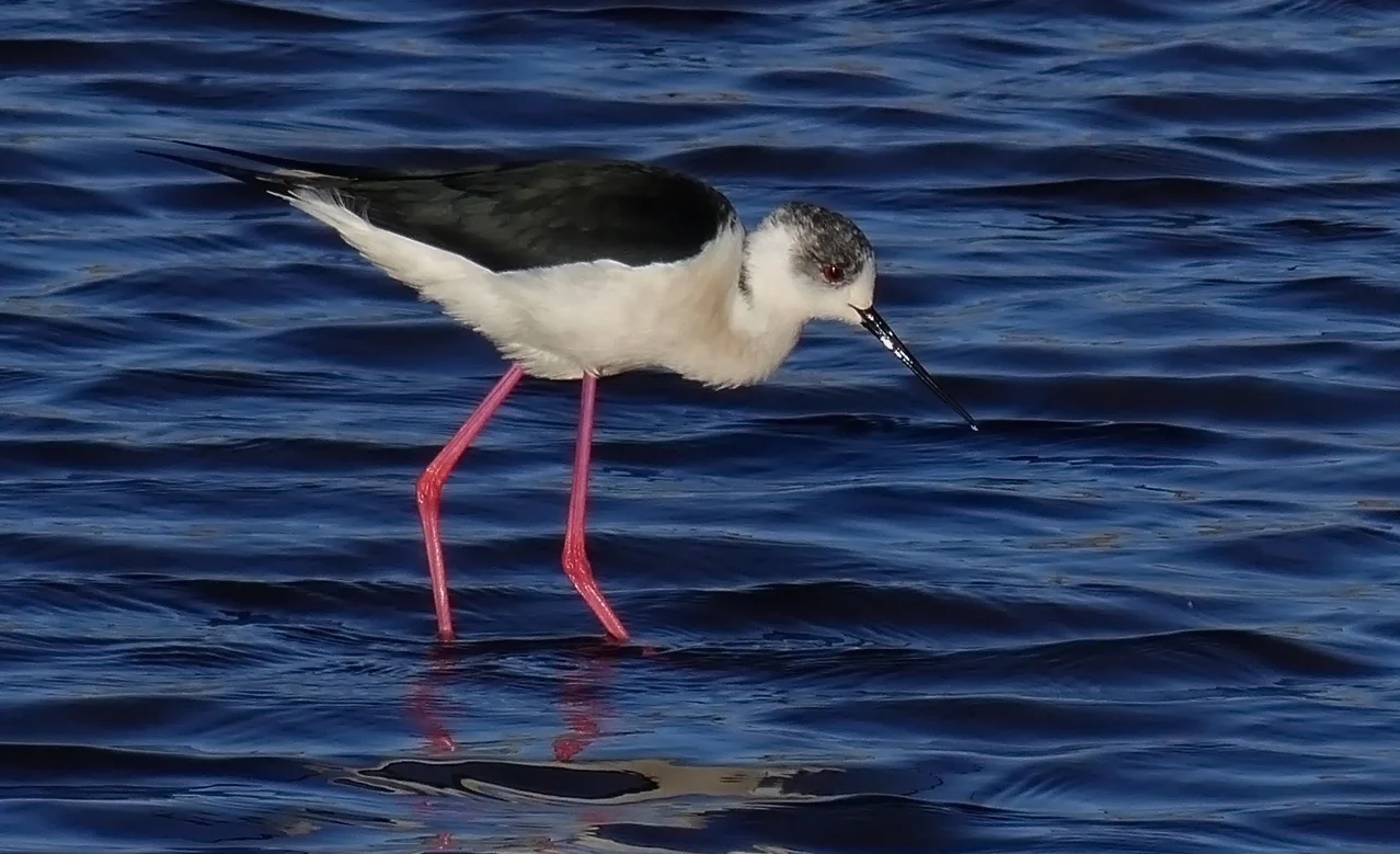 Black-winged Stilt CM 9May17 at75pc.jpg