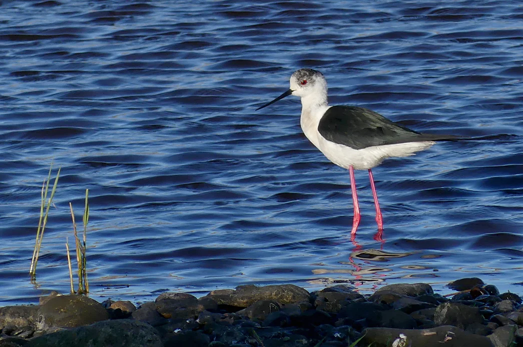 Black-winged Stilt CM 9May17 e.jpg