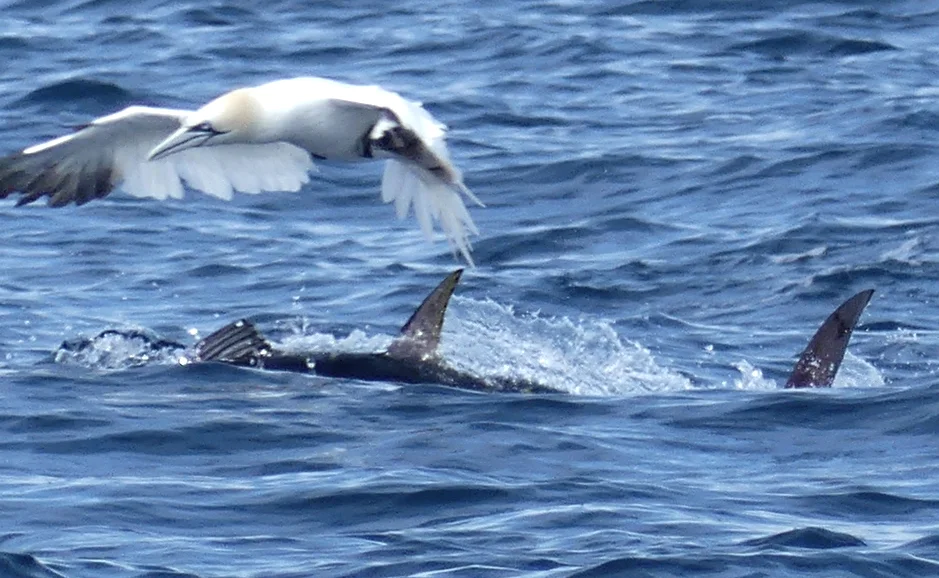 Bluefin Tuna pelagic 14Aug17 a.jpg