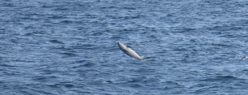BNDolphin 31Aug17.jpg