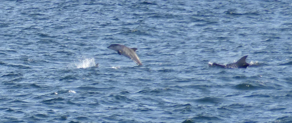 BNDolphins .jpg