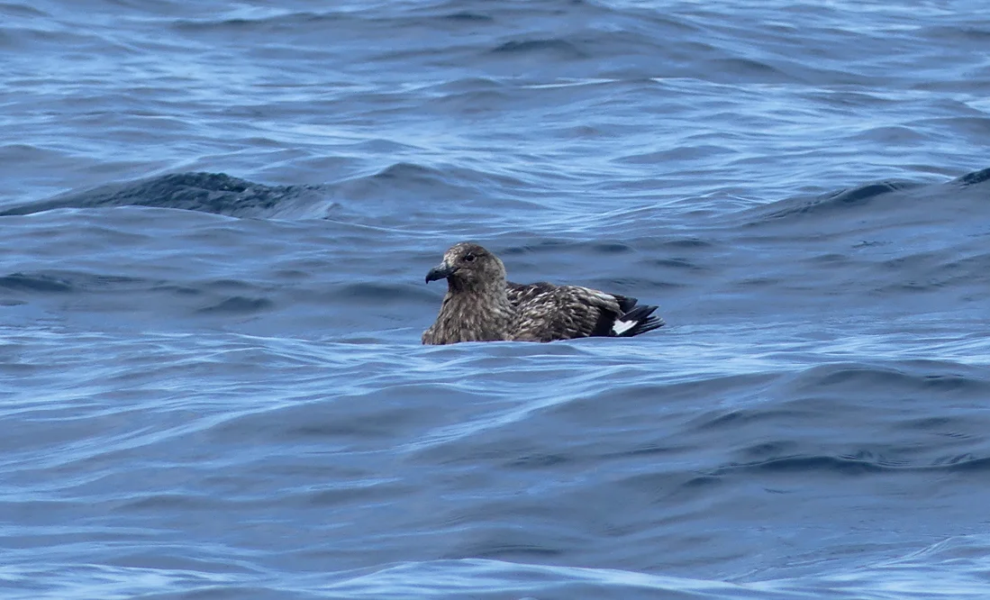 Bonxie pelagic 14Aug17 c.jpg