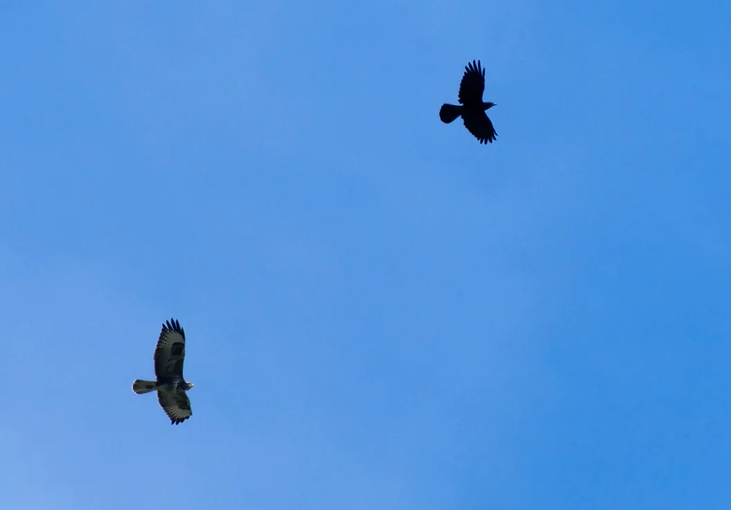 Buzzard and Crow garden 17Sep17.jpg