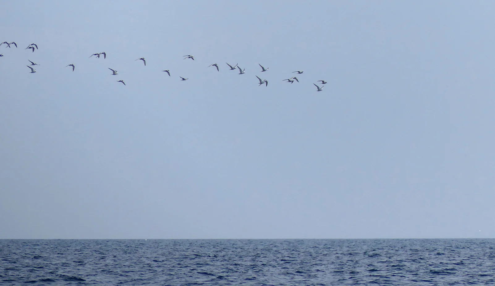 Common Tern pelagic 14Aug17 b.jpg