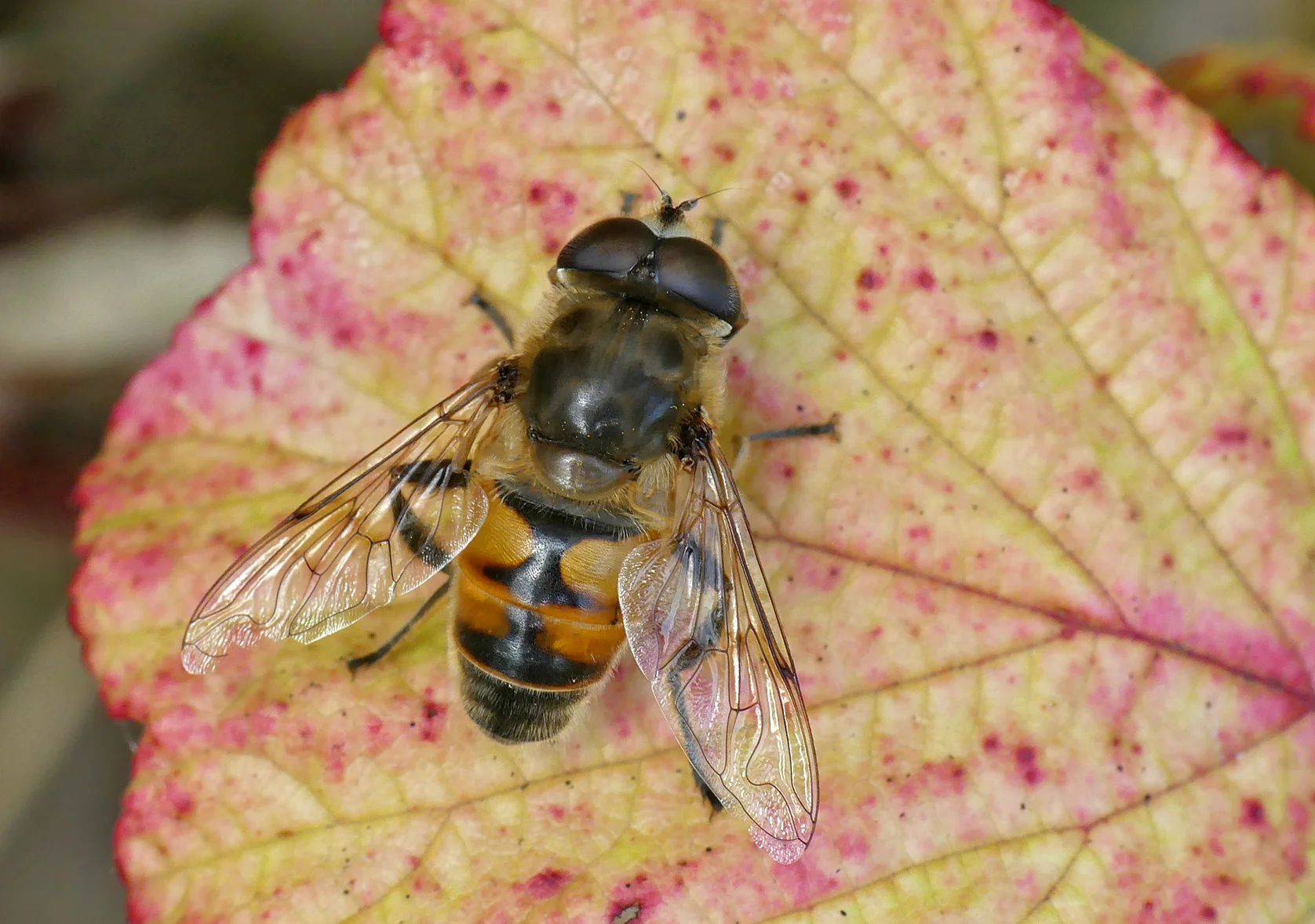 Eristalis tenax GPre 23Aug17.jpg