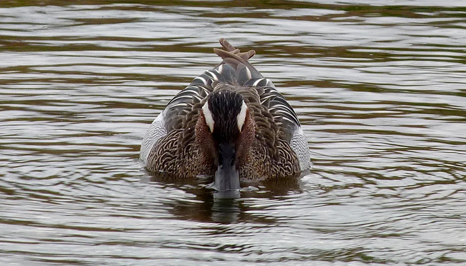 Garganey RDB 17Mar17 a v2.jpg