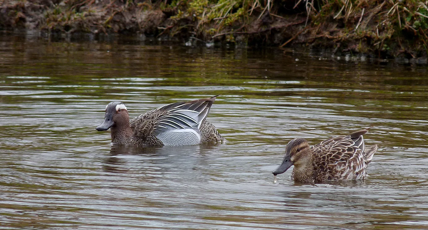 Garganey RDB 17Mar17 d.jpg