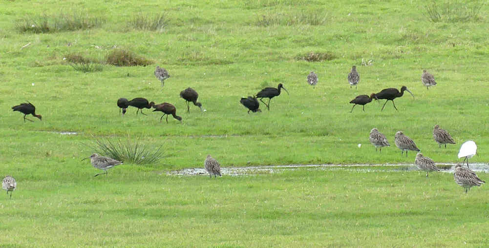 Glossy Ibises LEree 27Oct17 a.jpg