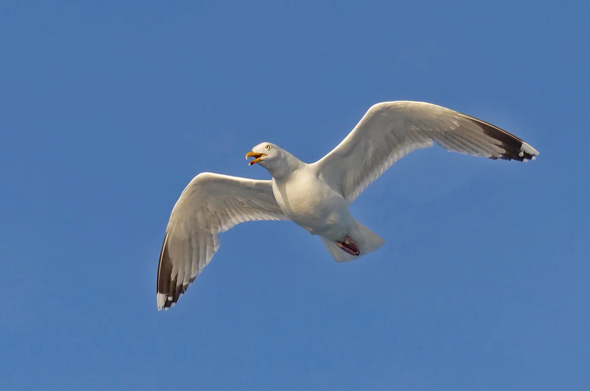 Herring Gull Humps 1Jun17b.jpg
