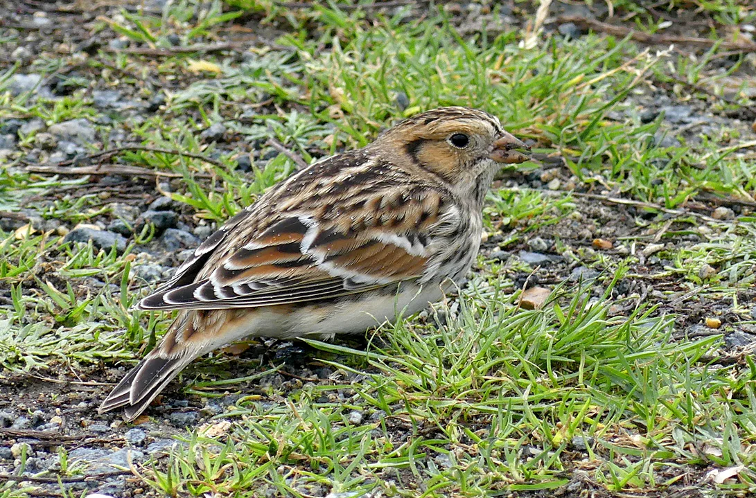Lapland Bunting FLC 7Nov17 a.jpg
