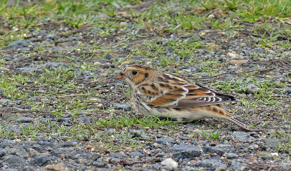 Lapland Bunting FLC 7Nov17 c.jpg