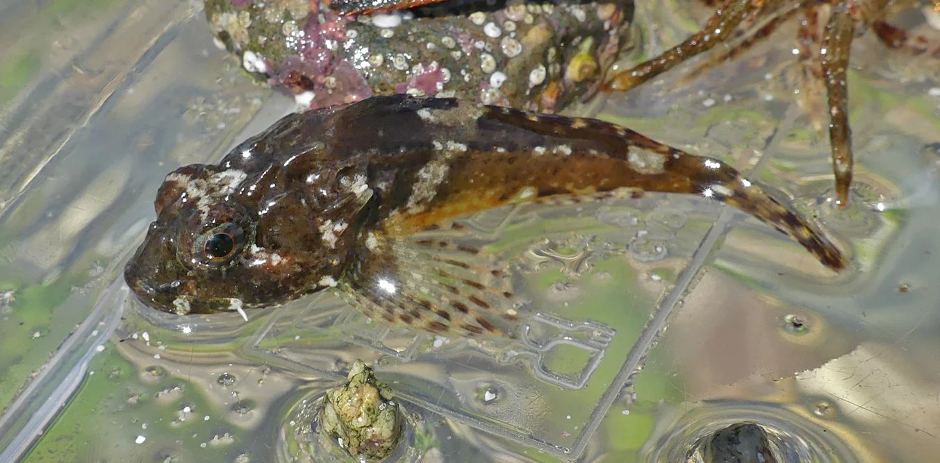 Long-spined Sea Scorpian LihouCauseway 8Aug17.jpg