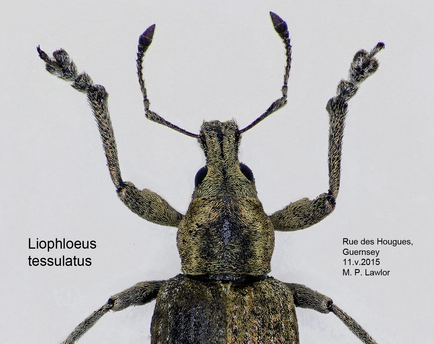 Liophloeus tessulatus RDH 11May15.jpg