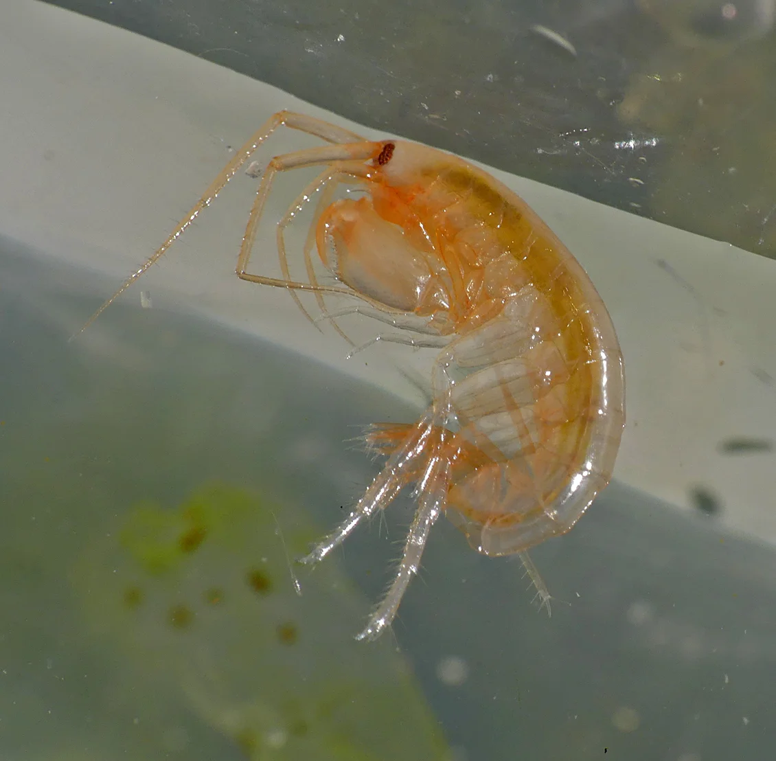 Maera grossimana LihouCauseway 8Aug17.jpg