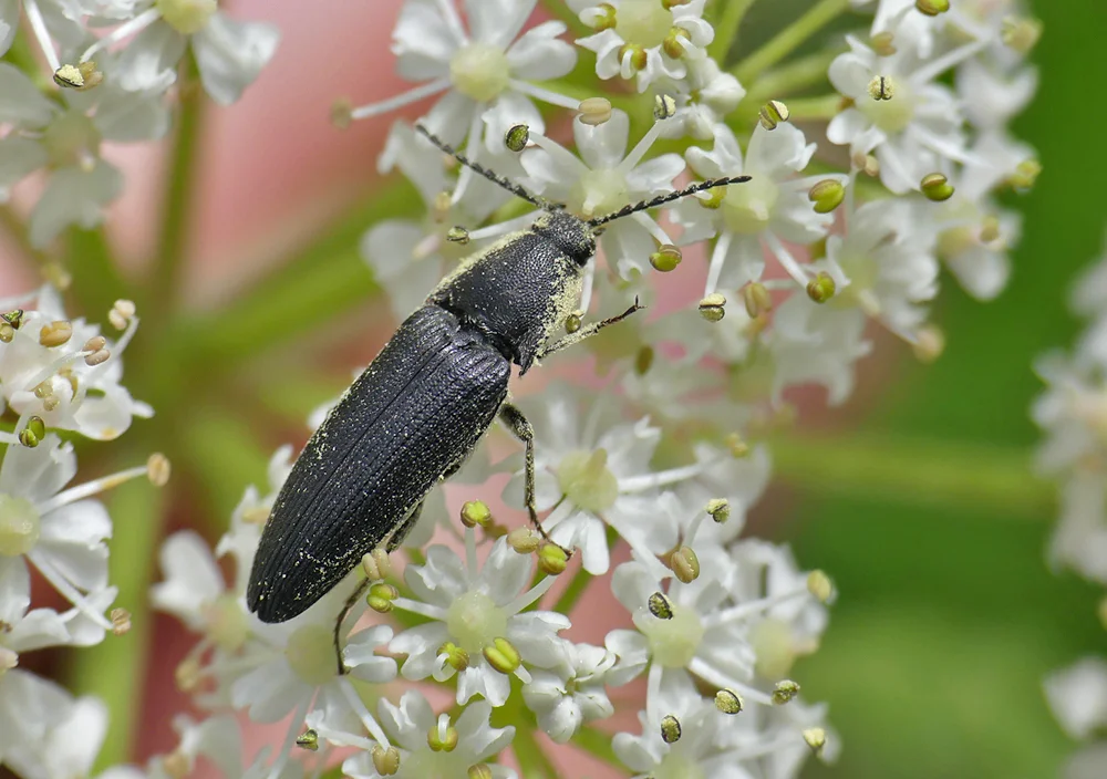 Melanotus punctolineatus RonezNT 31May17.jpg